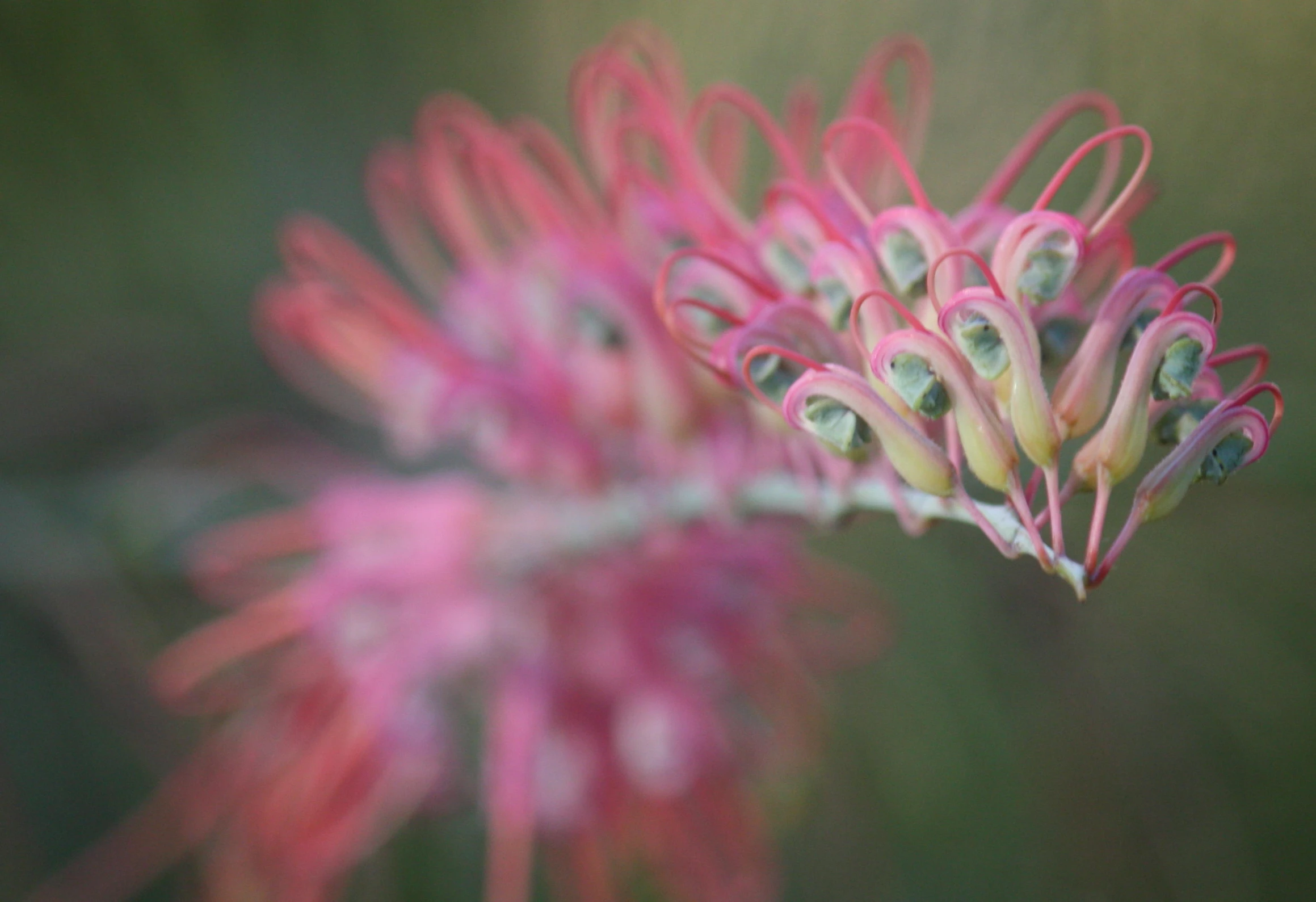 a flower that has some pink flowers on it