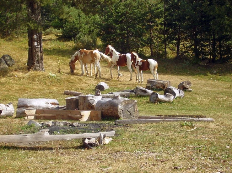 some brown and white horses some rocks trees grass and grass