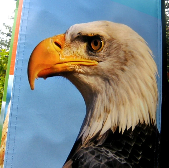 the eagle is looking at the viewer while it appears to be in an outdoor place