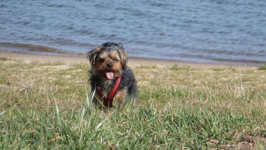 the dog is in the grass by the water