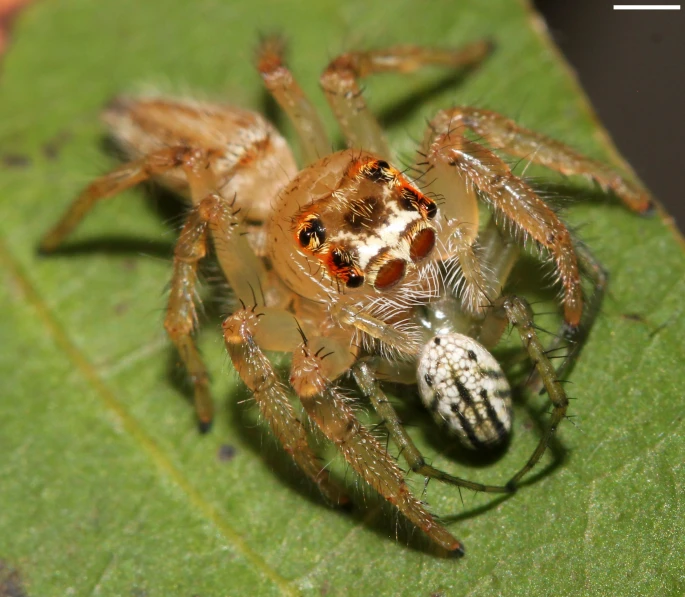 a close up of a spider on a leaf