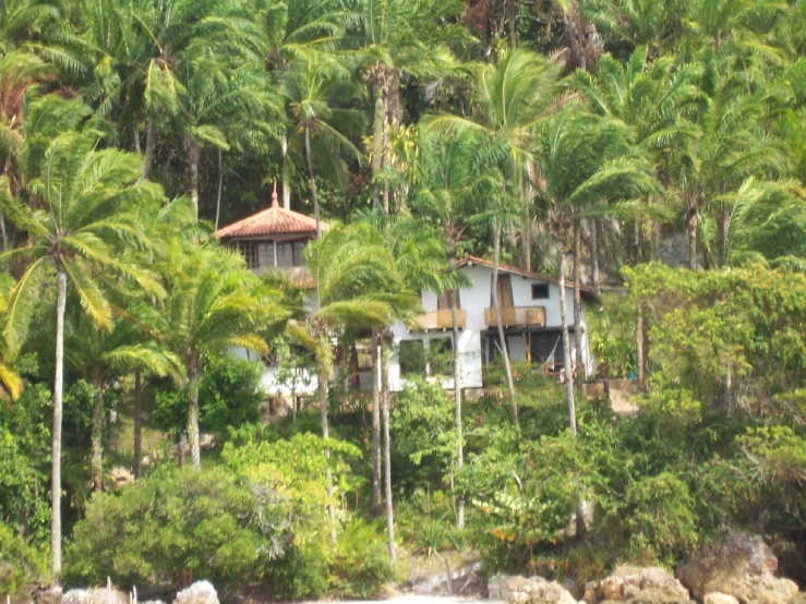 the home sits high above the palm trees on the shoreline