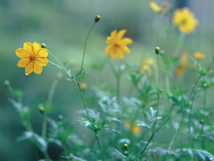 small yellow flowers in a green, leafless field