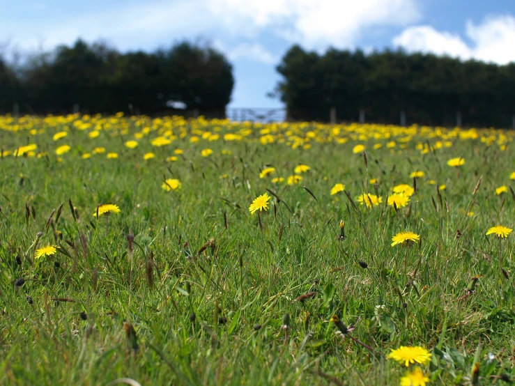 green field full of yellow dandelions with trees in the background