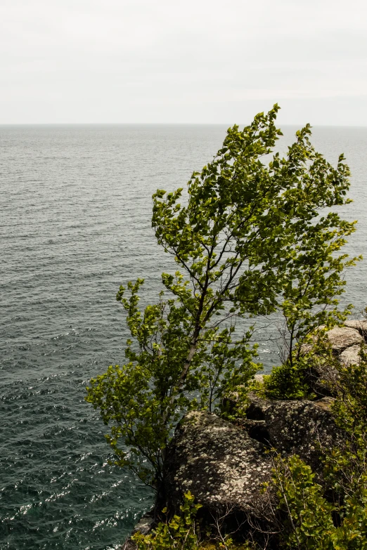 there is a lone tree on the edge of a cliff