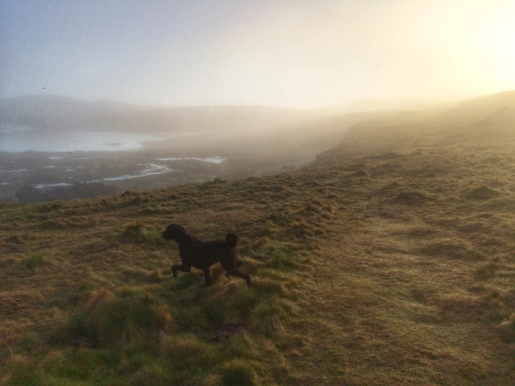 a black dog on a mountain in the fog