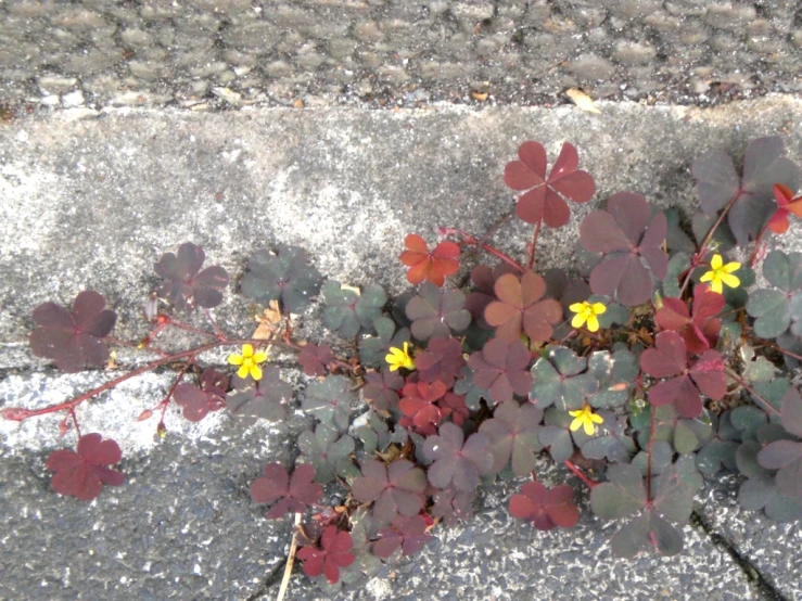 a small green bush with yellow flowers grows beside asphalt