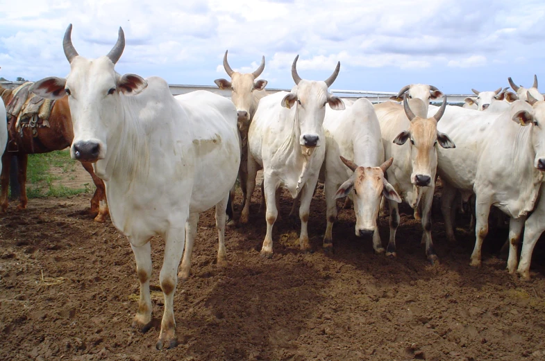 an image of a herd of cattle standing together