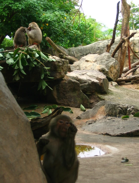 two monkeys standing near a small pool in a zoo enclosure