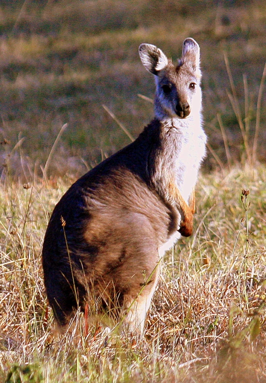 a kangaroo stands in the grass near some plants