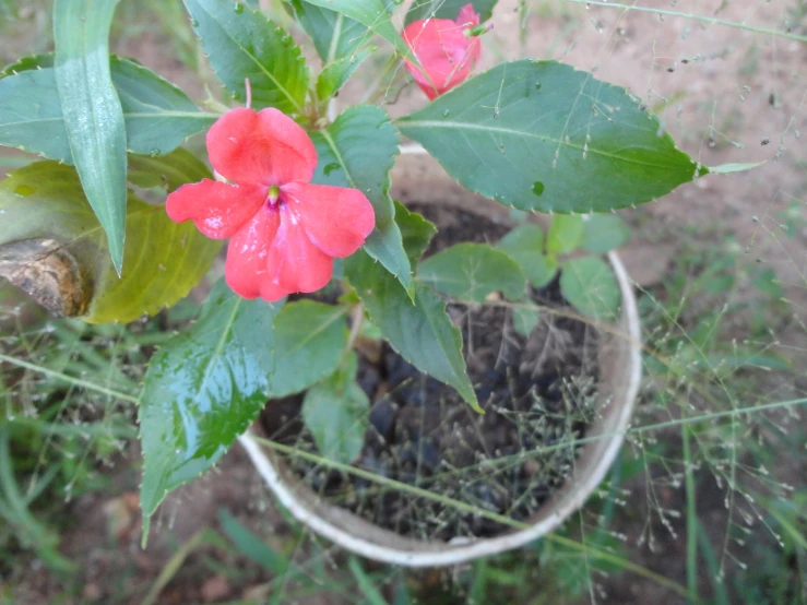 a large plant with red flowers is in the ground