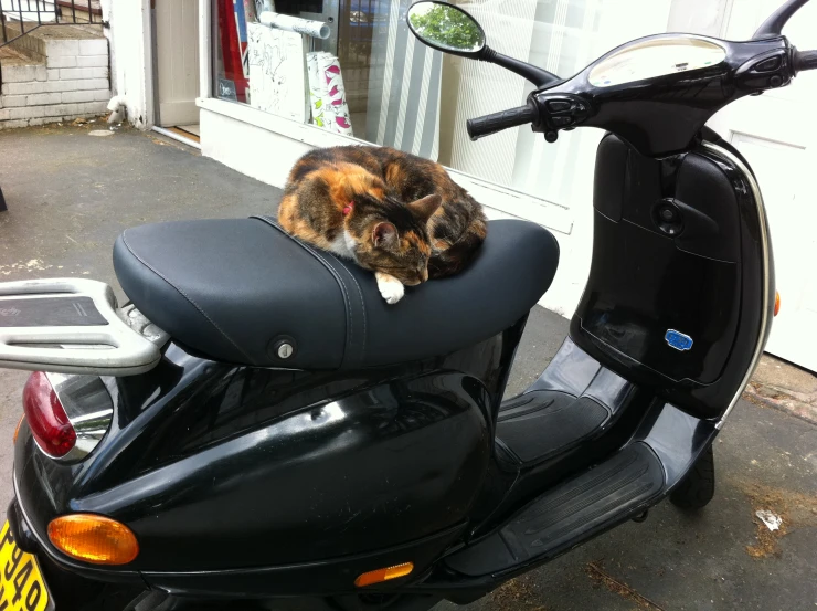 an image of a cat that is sitting on a moped