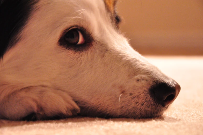 a dog with eyes wide open on the floor