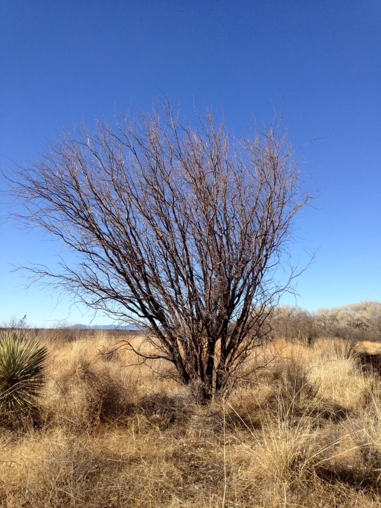 a bare tree sits alone in the middle of nowhere