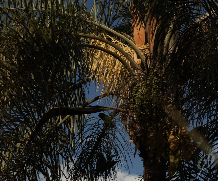 a palm tree with lots of leaves against the sky