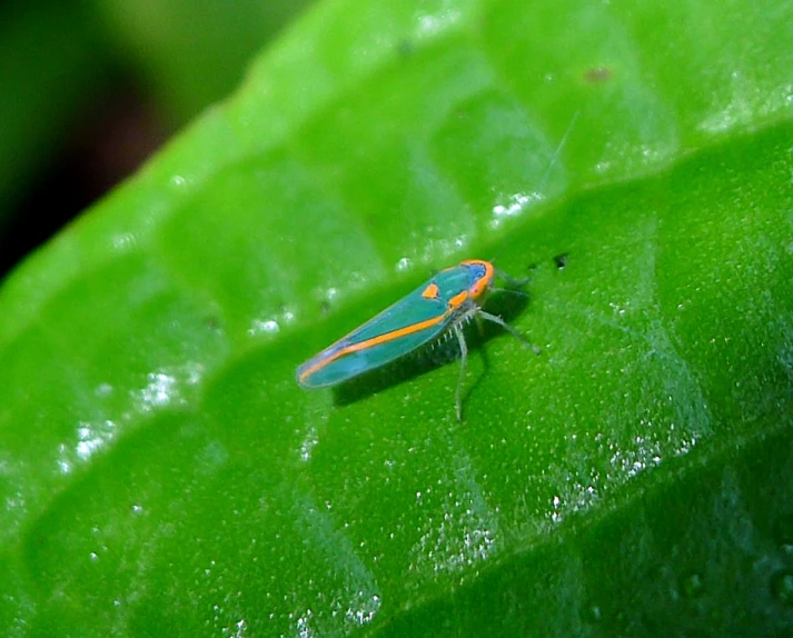 a bright, colorful bug rests on a green leaf