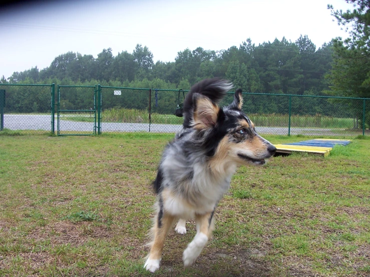 an adorable dog jumping to catch a frisbee