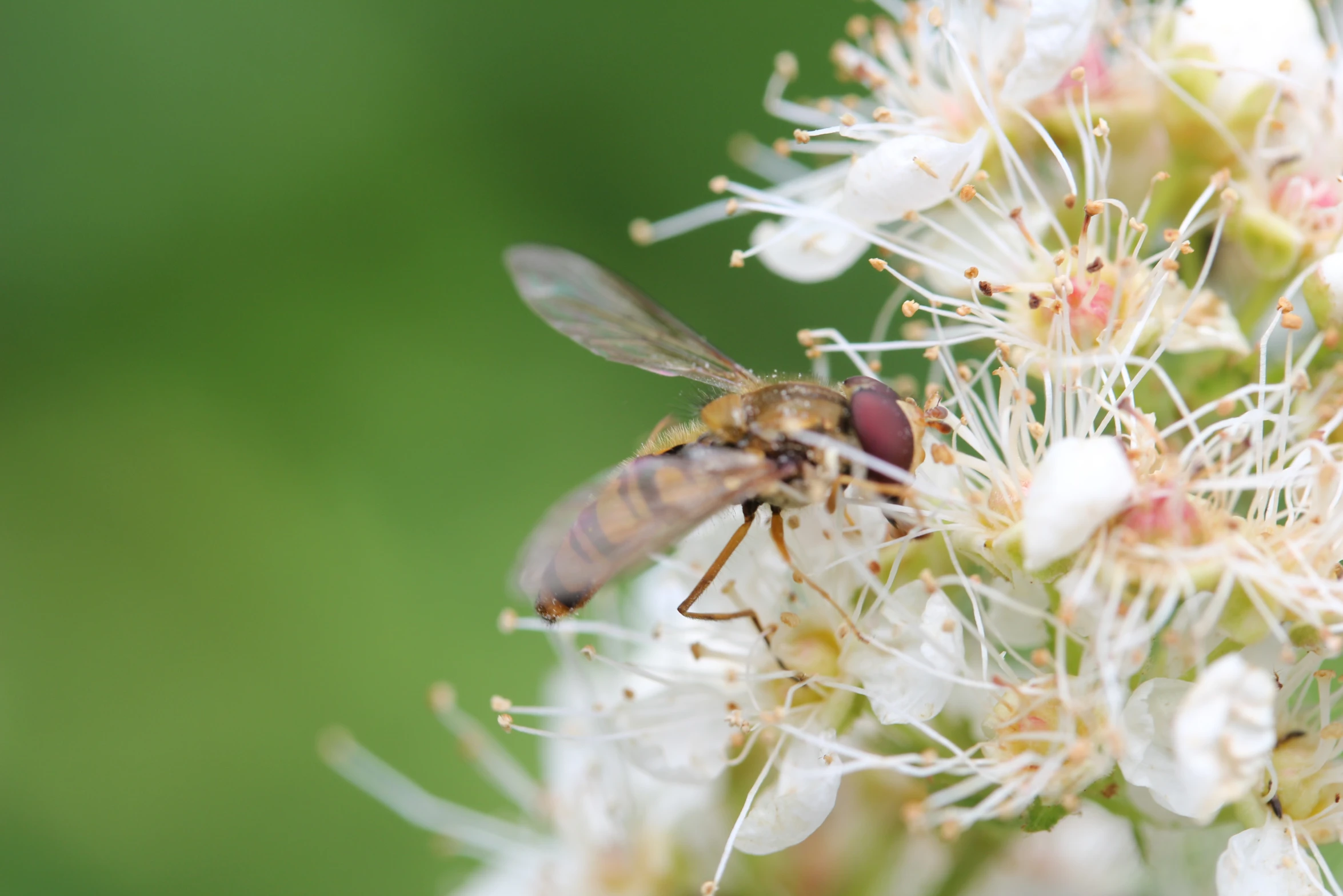 an insect sitting on a flower with many white flowers around it