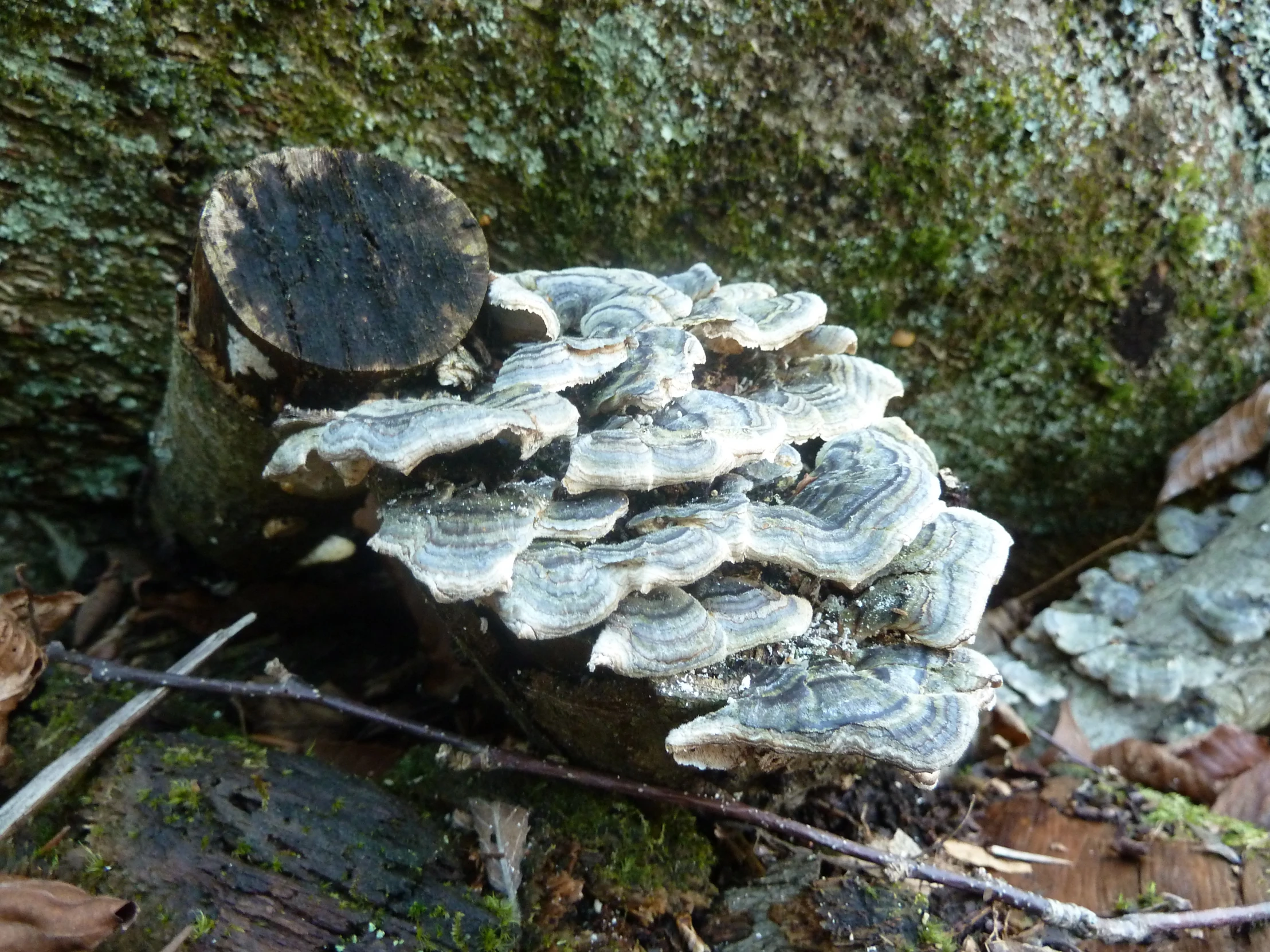 a bunch of mushrooms sitting on top of a log