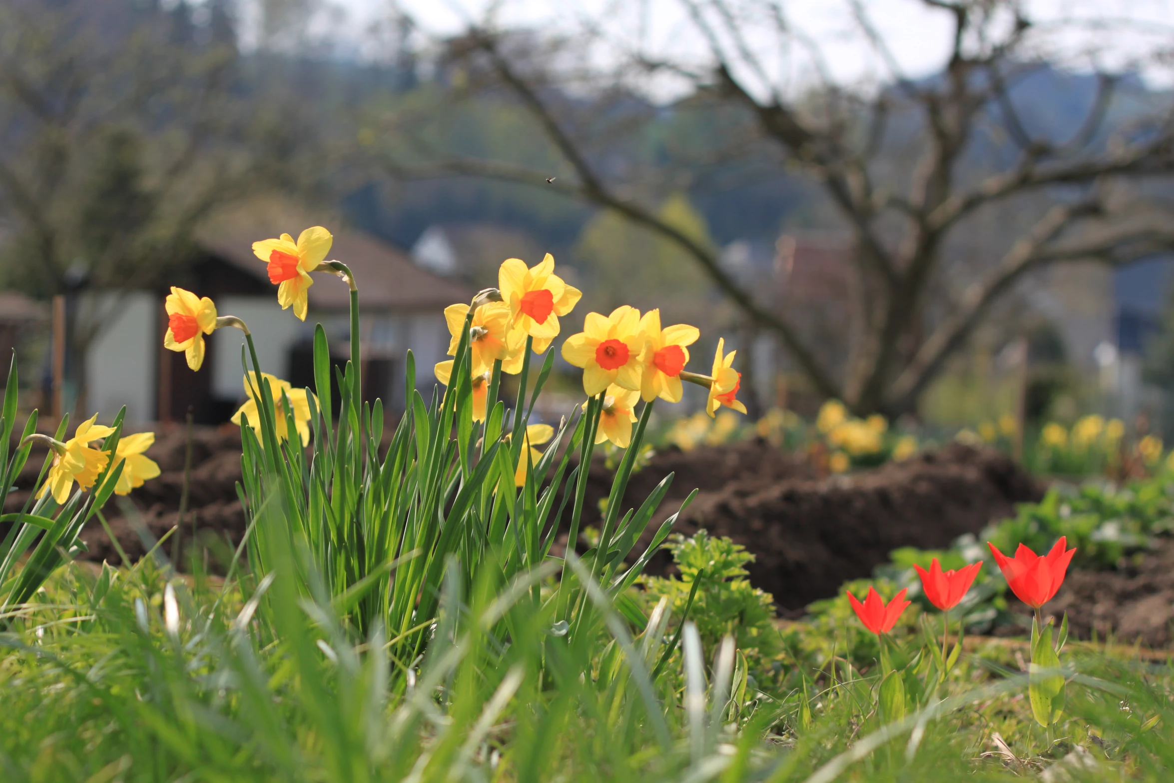 flowers growing on the ground and surrounded by grass