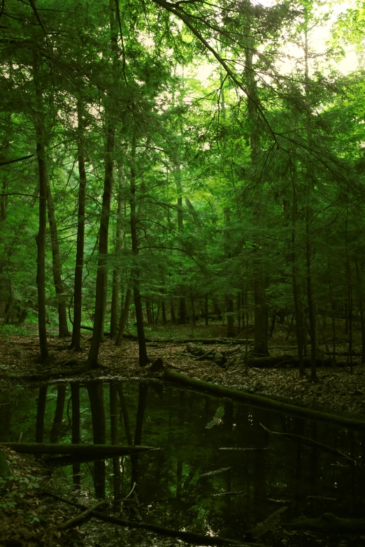 the bright green woods are reflecting the sunlight in the water