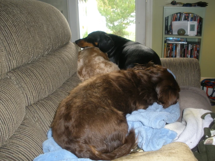 a couple of dogs sleeping on top of a couch