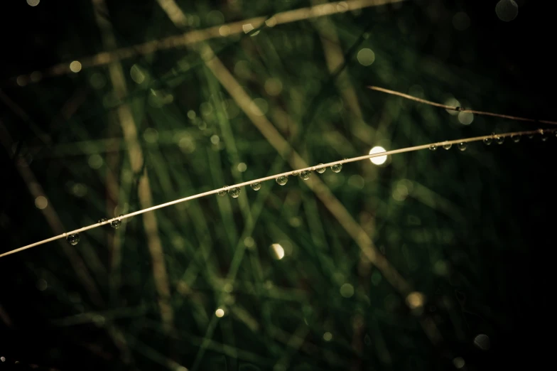 the rain drops are on a single stalk