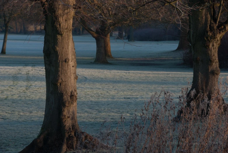 a horse grazes near a cluster of trees as the sun goes down