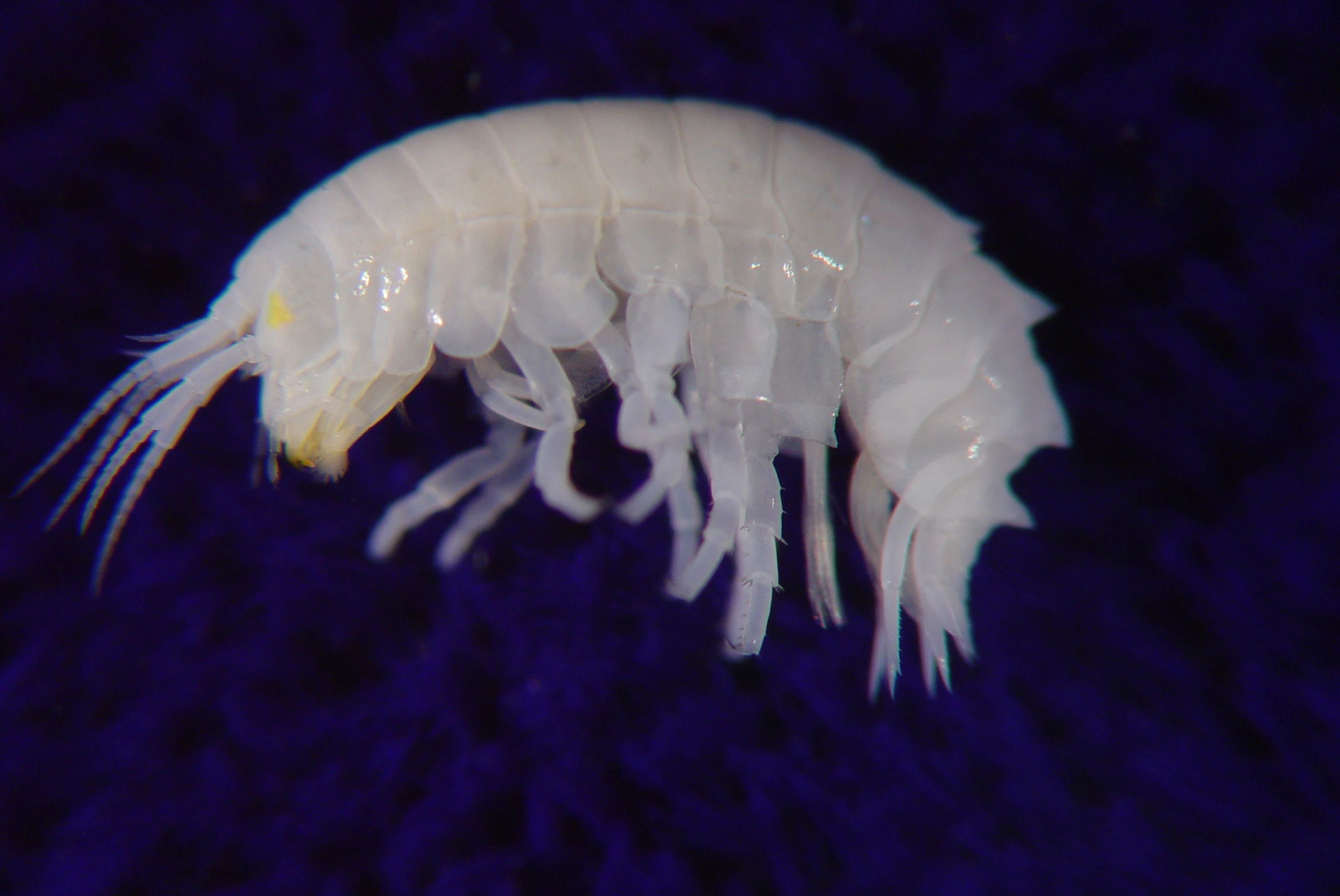 an animal that is white in color on a dark blue background