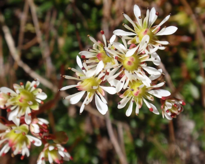 white and red flowers growing in the middle of shrubbery