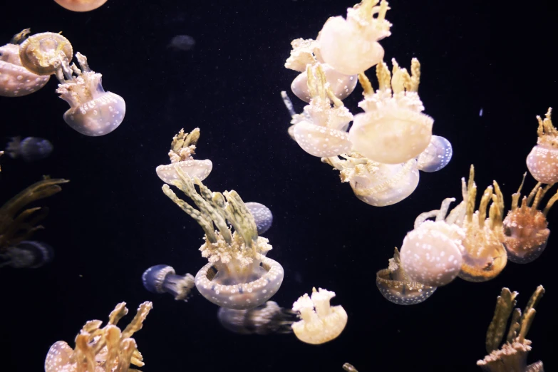 small groups of jellyfish swimming through an aquarium