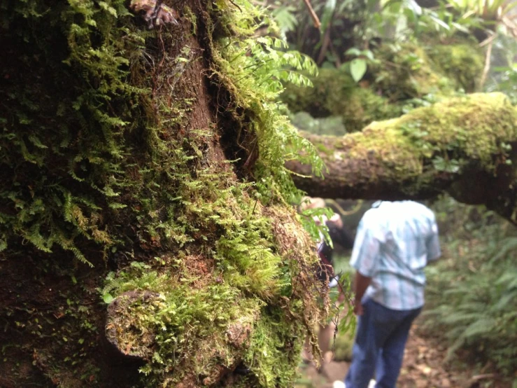 the man is walking away from the large tree