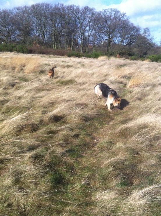 two cats are standing in a field of dry grass