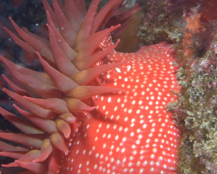 a close up of some very pretty corals