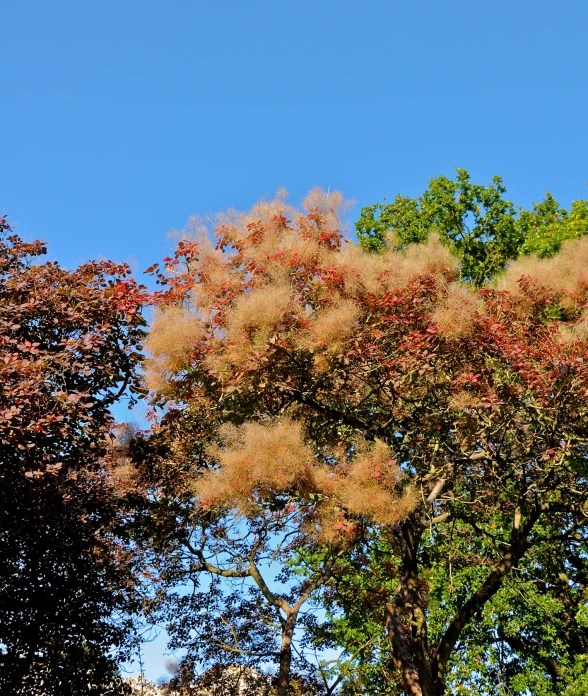 a large bunch of trees are shown against the blue sky