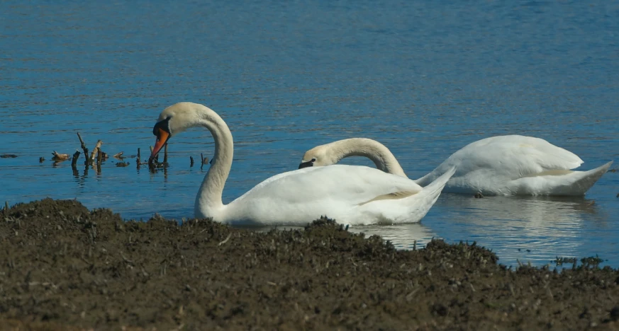 two white swans swimming on the shore of a lake