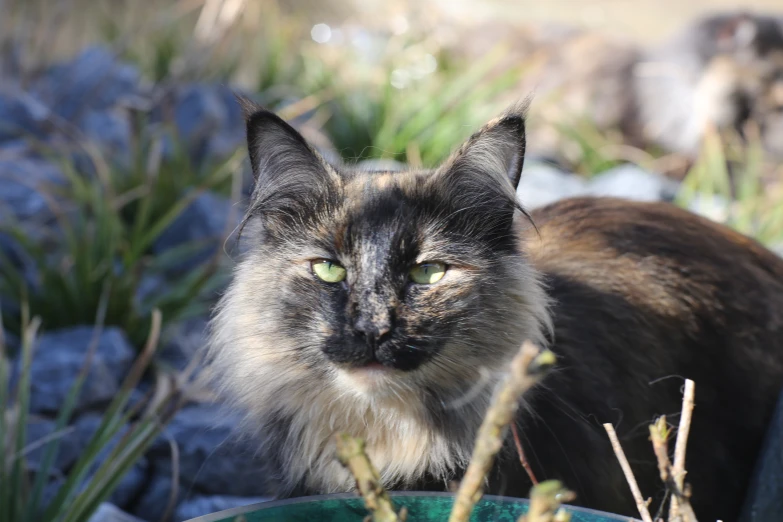 a cat standing near some plants and rocks