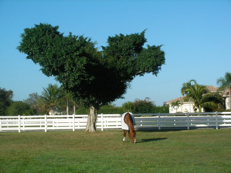 a horse grazing in a fenced in grassy field