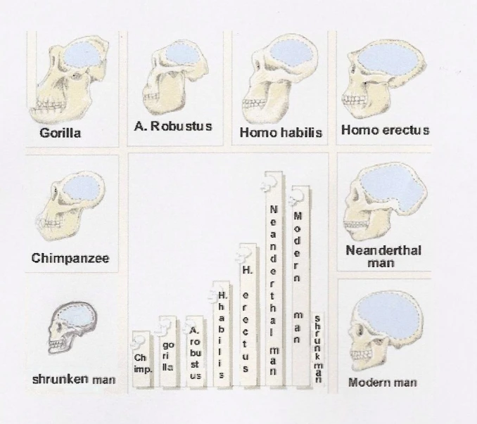 cross section diagrams from the human skeleton showing different types of skull bones