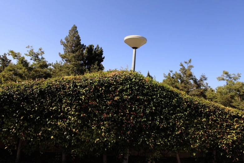 a lamp post in the middle of an hedge