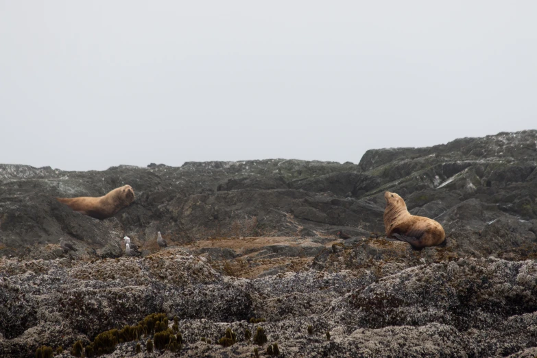 two gray and white animals in rocky area