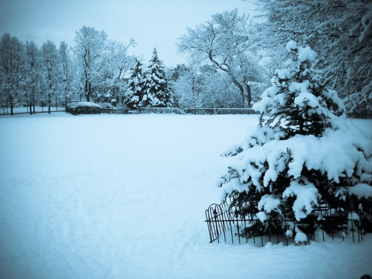 a snowy field and fence with trees in the background