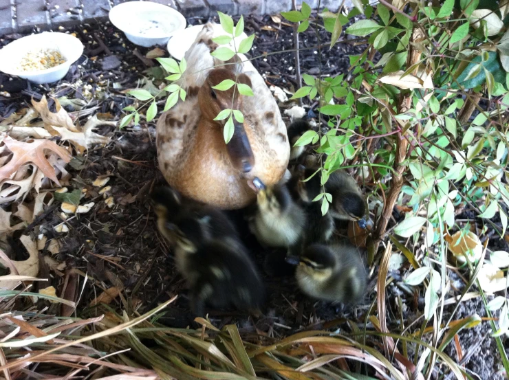 two stuffed animals sit on a pile of hay and tree saplings