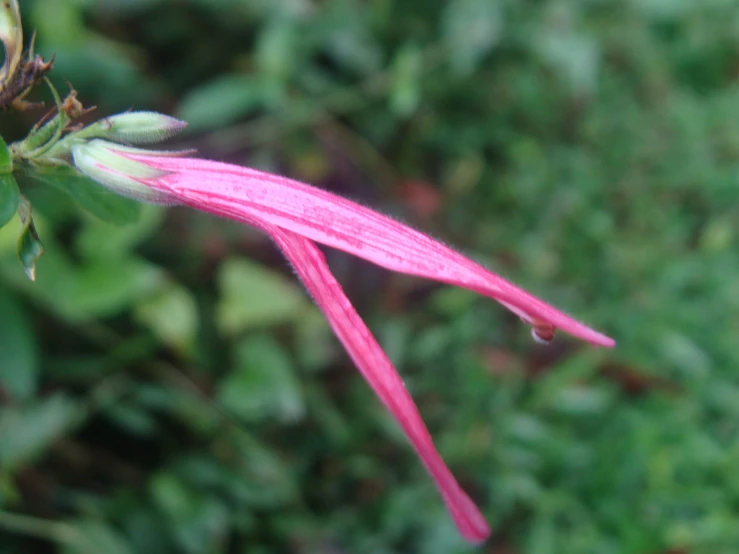 a flower that is blooming in a plant