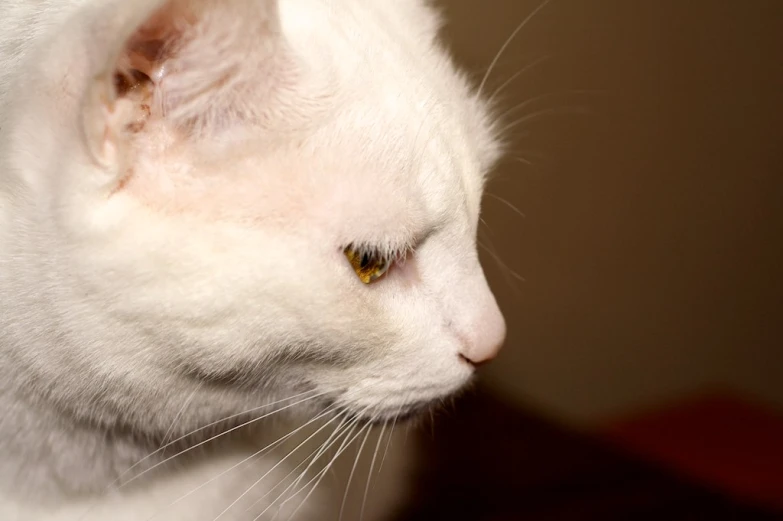 white cat with dark brown eyes sitting near wall