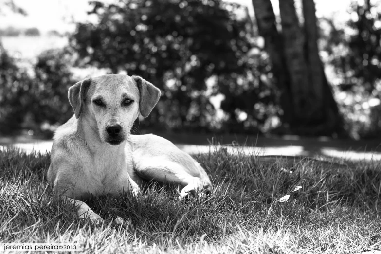 a dog lying in the grass with it's eyes open