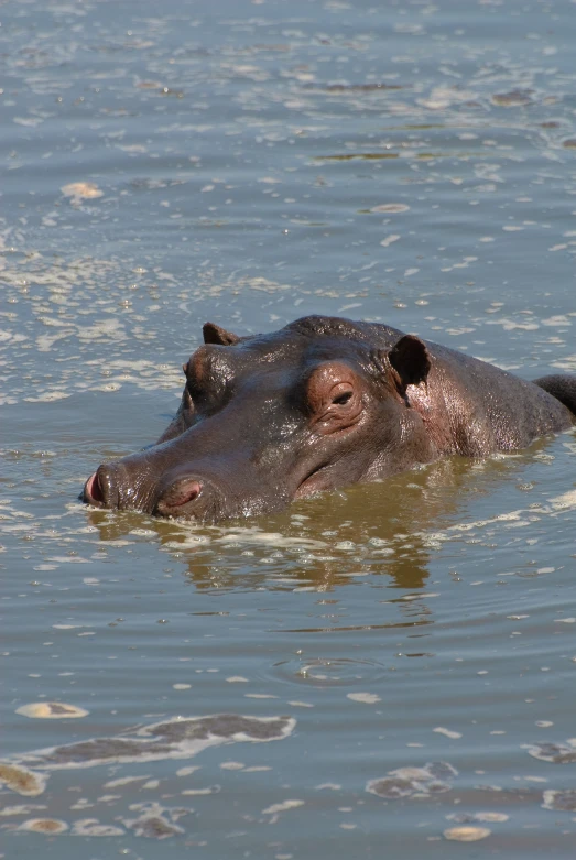 there is a hippopotamus in the water with a surprised look