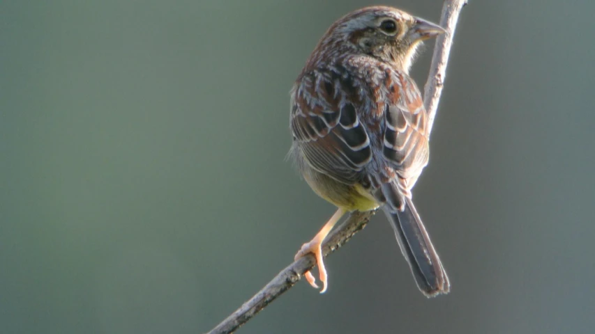 a small bird sitting on top of a tree nch