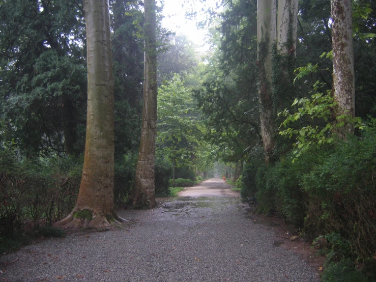 the dirt road has many trees on both sides