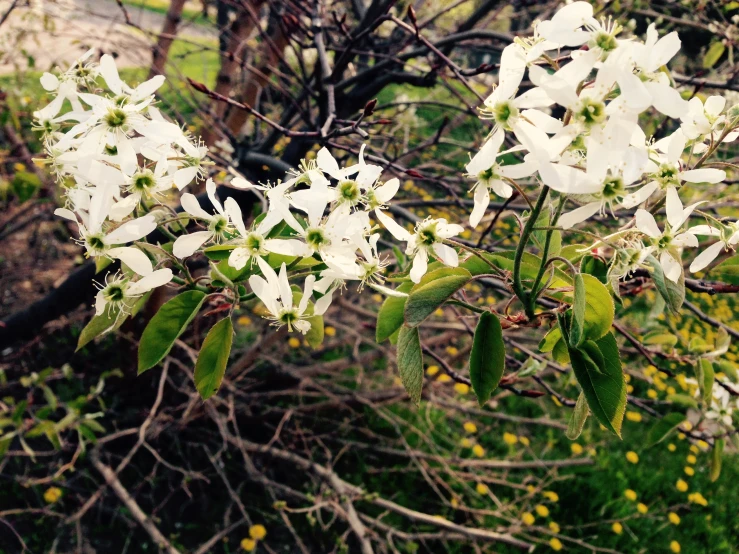 flowers that are white and green in the grass